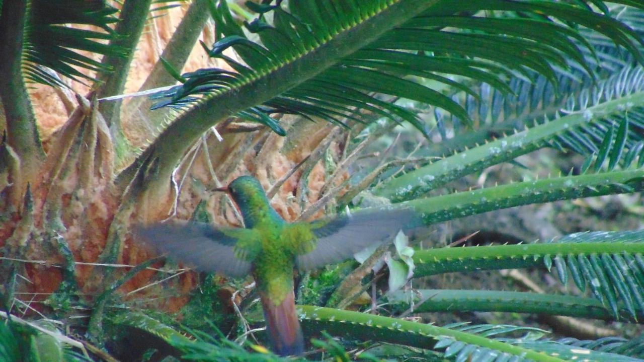 Finca Hotel La Quinta Porra Armenia  Luaran gambar
